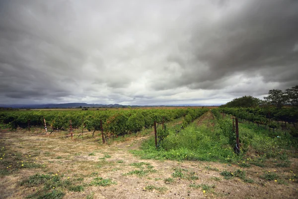 Wijngaarden in napa, Californië — Stockfoto
