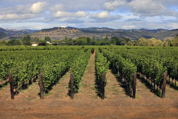 Vignoble en Alameda, Californie — Photo