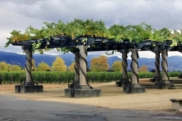 Vineyard Napa en Californie . — Photo