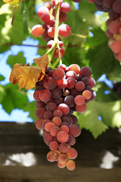 Druiven op wijnstokken zonnige dag — Stockfoto
