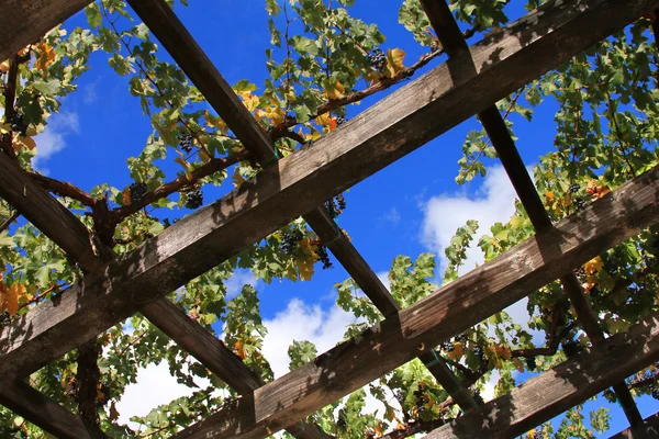 Виноградник Напа в Калифорнии . — стоковое фото