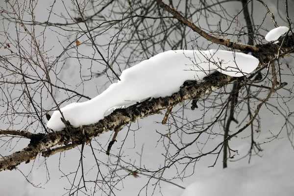 Ветвь березы в снегу — стоковое фото