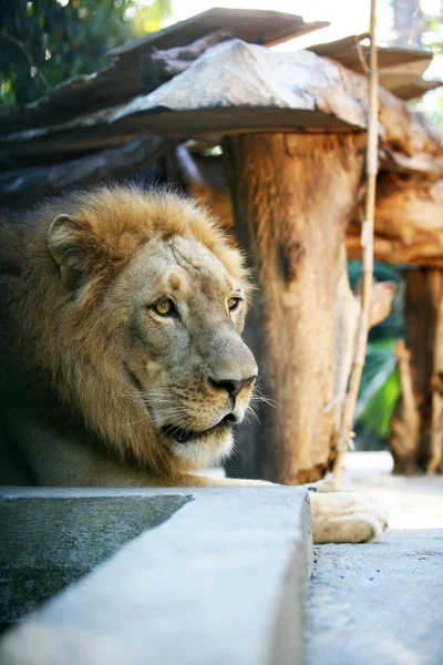 Kral-aslan — Stok fotoğraf