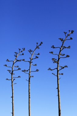 Tops of plants