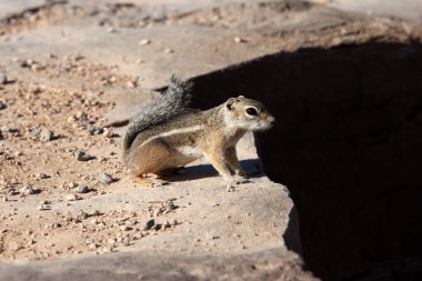 Cute Eastern Chipmunk