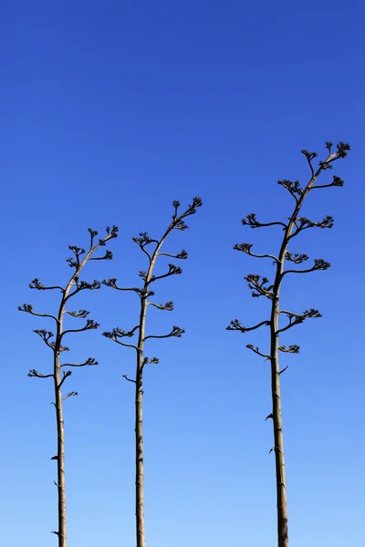 Spitzen der Pflanzen — Stockfoto