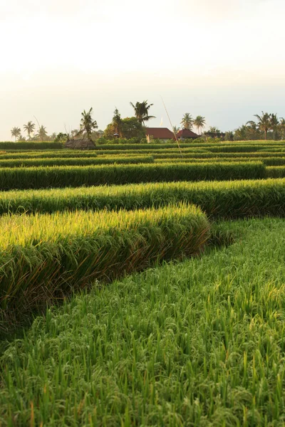 Рисовые террасы на Бали. Индонезия — стоковое фото