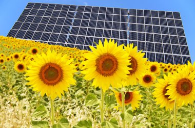 Panel solar and sunflowers clipart