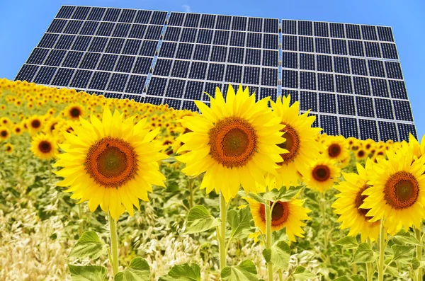 Panel solar y girasoles — Foto de Stock