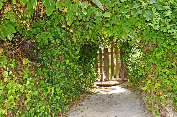 stock image Entrance to the garden among the green leaves