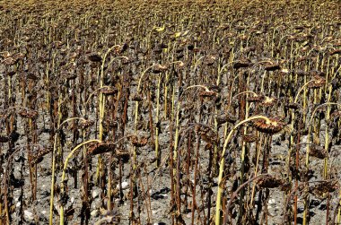 Dried sunflower field ready for collection pipes clipart