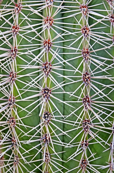 Cactus detalj — Stockfoto