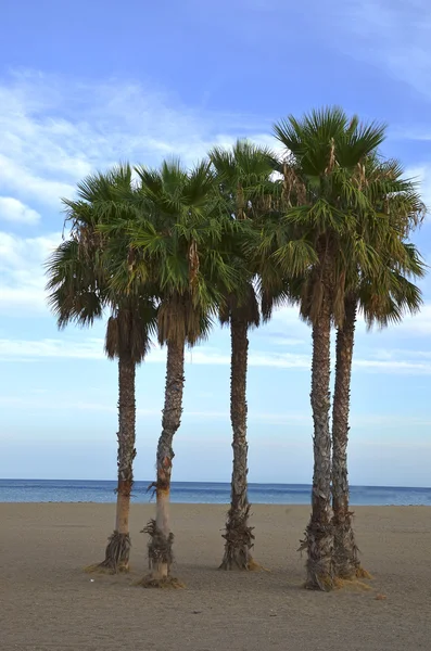 stock image Palms on the beach. Natural Park Cabo de Gata