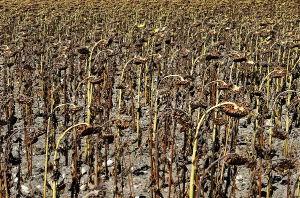 stock image Dried sunflower field ready for collection pipes