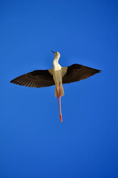 stock image Stilt in flight