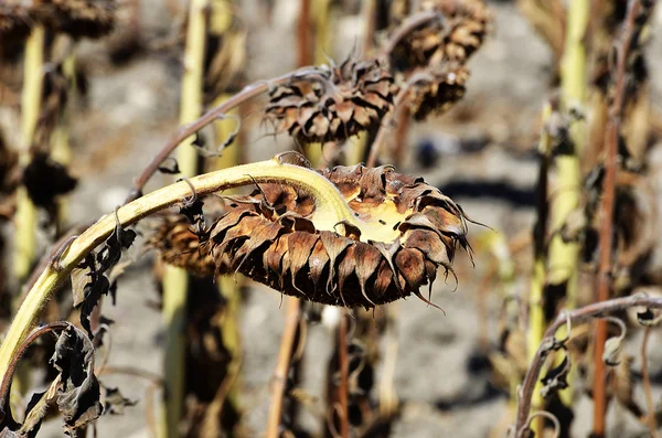 Sunflower dry ready for the collection of pipes — Stock Photo, Image