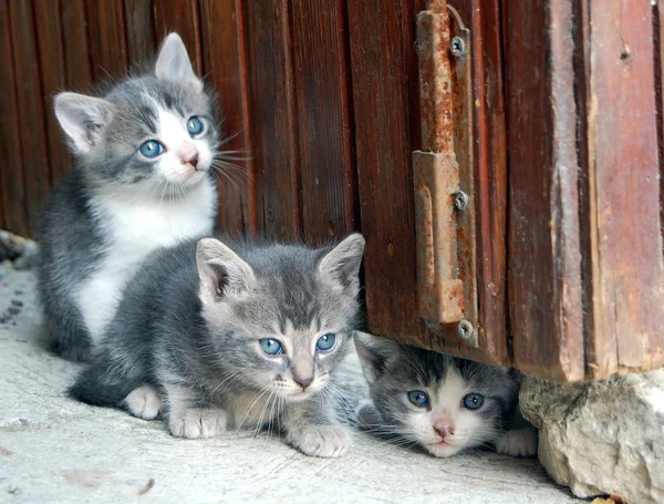 Tři nádherné malé kočky, bílá a šedá — Stock fotografie