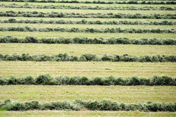 Grön bakgrund av jordbruksmark inom med kapade gräs — Stockfoto