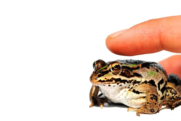 stock image Man finger clicking a frog instead of a mouse