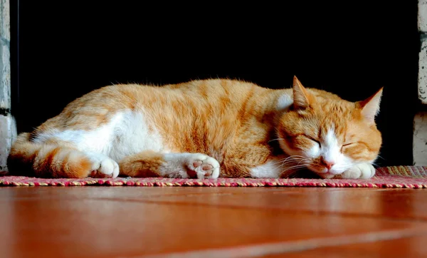 レッド カーペットの上で眠っているオレンジと白の猫 — ストック写真