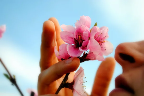 Vrouw ruikt een perzik bloem van de boom Stockafbeelding