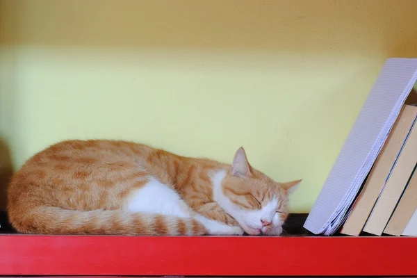 Oranžová kočka spící nad červená Knihovnička — Stock fotografie