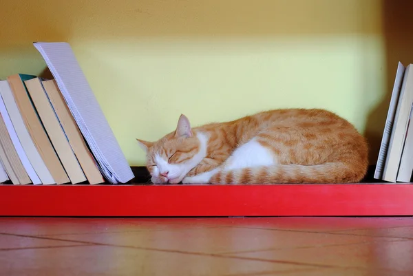 Turuncu kedi üzerinde kırmızı bir kitaplık uyku