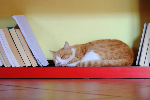 Stock image Orange cat sleeping over a red bookcase