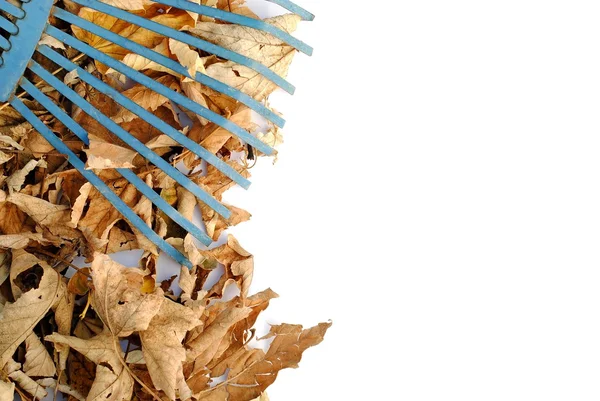 Blauwe hark over gele gedroogde bladeren, met ruimte voor uw tekst — Stockfoto