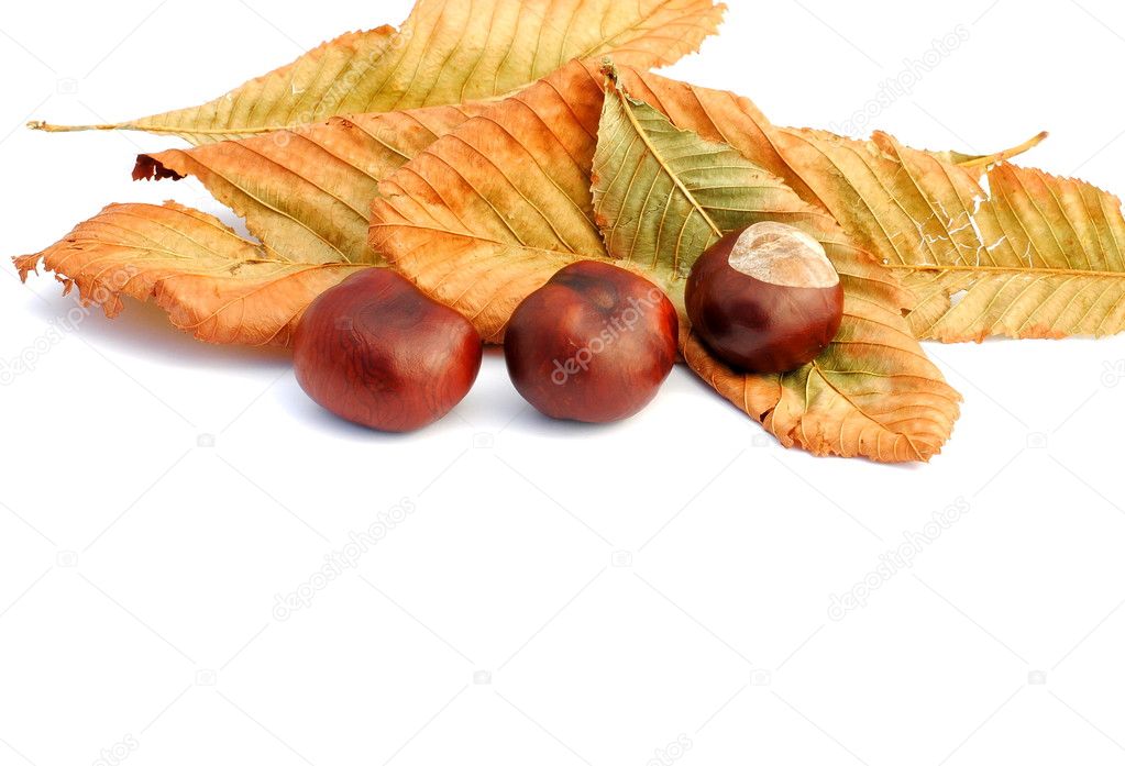 Chestnuts and yellow leaves, autumn items