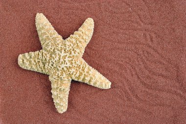 estrella de mar sobre la arena roja, útil como fondo