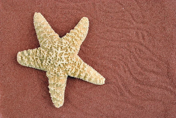 Starfish over red sand, useful as background — Stock Photo, Image