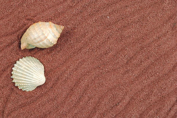 Shell over red sand, useful as background — Stock Photo, Image
