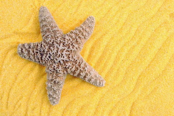 Estrella de mar sobre arena amarilla, útil como fondo — Foto de Stock