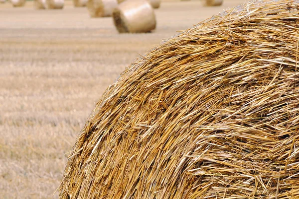 Balle de foin dans la campagne de blé — Photo
