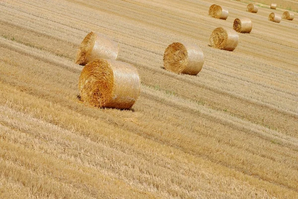 Предпосылки для создания тюков сена на сельхозугодьях — стоковое фото