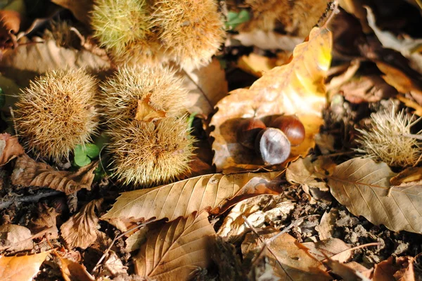 stock image Chestnuts and husks on leaves in the wood