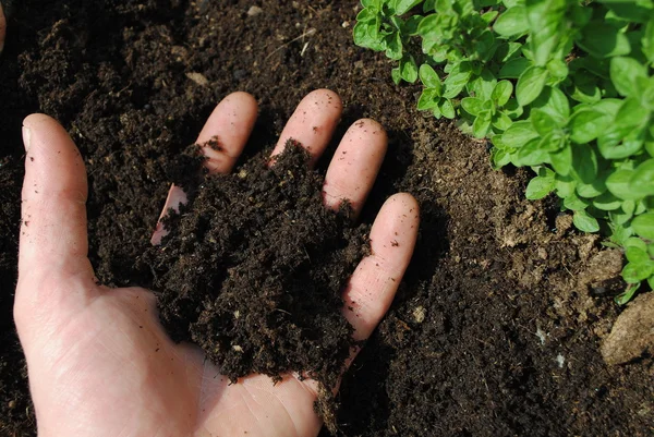 Ręką człowieka z gleby w ogrodzie — Zdjęcie stockowe