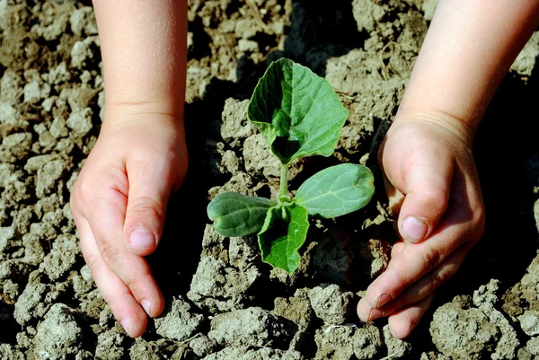Дитячі руки саджають розсаду в саду — стокове фото
