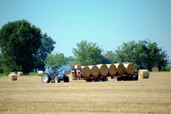 Тракторы загружают тюки сена в сельхозугодия — стоковое фото