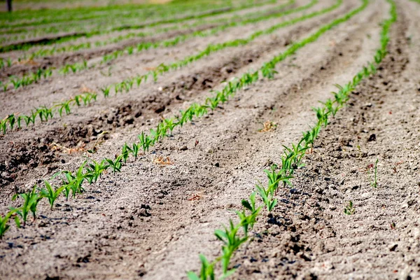 Linhas de planta cultivada de sementes verde em um campo de trigo — Fotografia de Stock