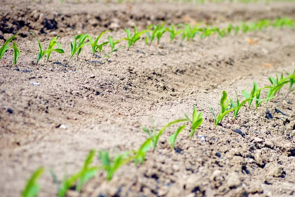 Ряди зелених саджанців на пшеничному полі — стокове фото