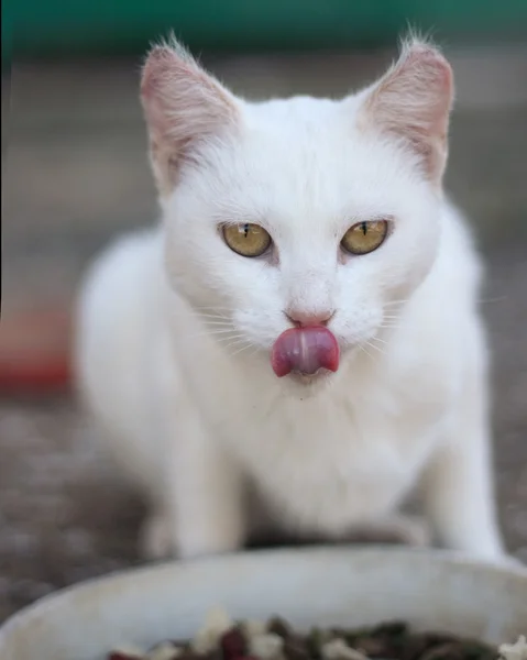 stock image Cat eating