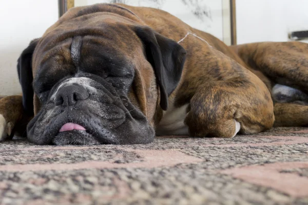 Perro durmiente —  Fotos de Stock