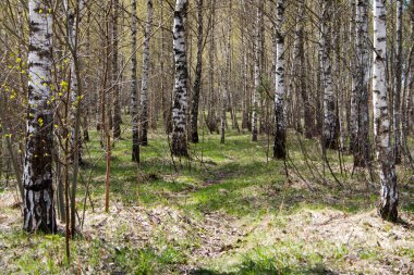 Bahar huş grove unblown yaprakları ile