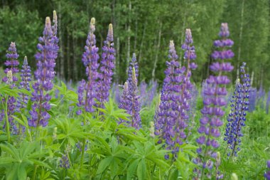 Lupine flower in a meadow close clipart