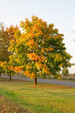 Sonbaharda parkta ağaçlar