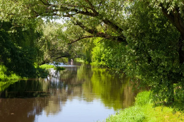 Árbol junto al río — Foto de Stock