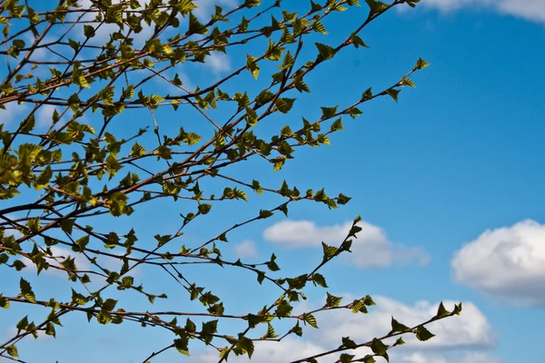 Grenar med unga blad mot himlen — Stockfoto