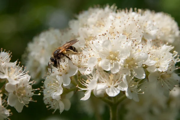 Bee on flowering branches of mountain ash — Stock Photo, Image